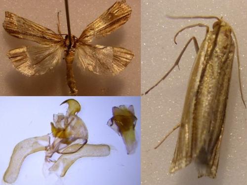 Réf. 238 616 : Ancylolomia tentaculella